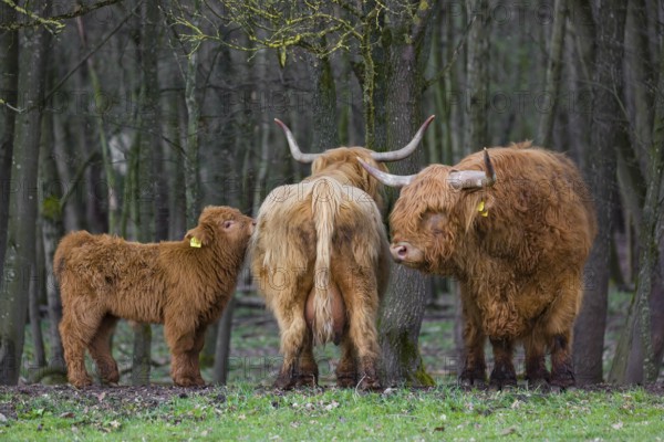 Different interests. A family of Highlands (Bos (primigenius), a bull, a cow and a calf stand at a