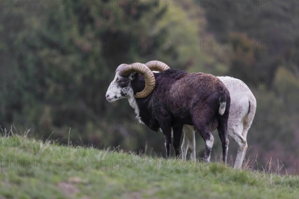Two male snow sheep (Ovis nivicola), or Siberian bighorn sheep walk over a meadow, side by side