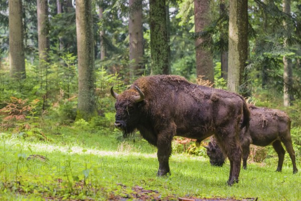An adult male and female European bison (Bison bonasus) stand in a clearing in a dense forest