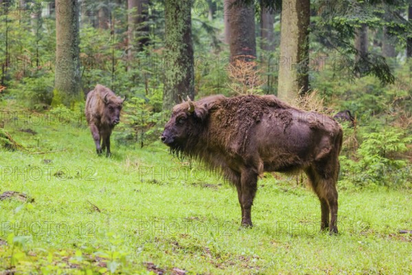 Two adult female European bison (Bison bonasus) stand in a clearing in a dense forest