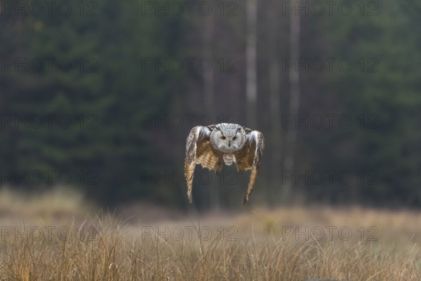 One Siberian Eagle Owl (Bubo bubo sibiricus) landing on a rock between tall reed grass lakeshore on