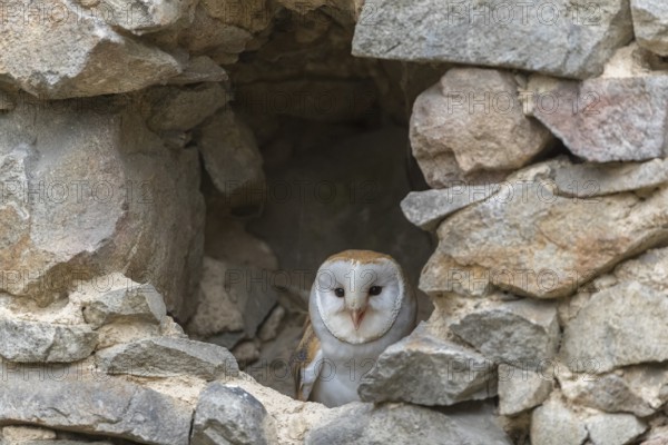 One barn owl (Tyto alba) sitting in a hole in a wall of a ruin of a monastery