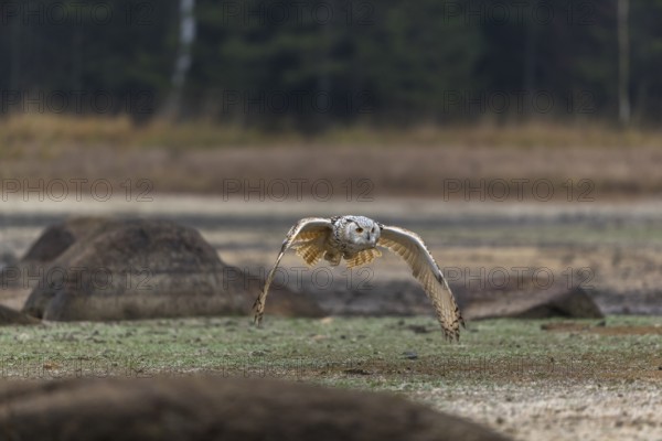 One Siberian Eagle Owl (Bubo bubo sibiricus) flying over a dry lakeshore on an autumnal misty cold