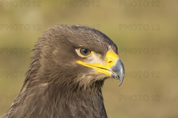 Portrait of Aquila nipalensis, steppe eagle, in late light with green background