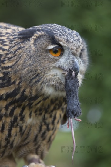 Portrait of an Eurasian Eagle Owl, Bubo bubo. Swallowing a dark grey mouse. Green vegetation in the