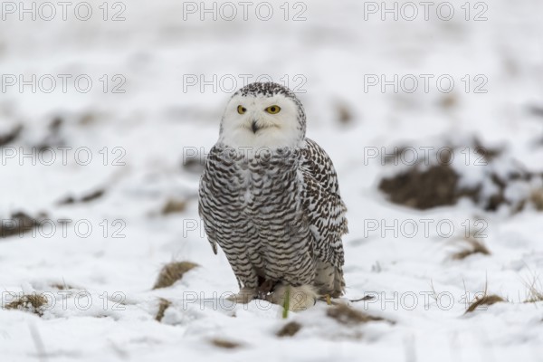 One snowy owl, Bubo scandiacus, Bubo scandiaca, Nyctea scandiaca sitting on a snowy meadow