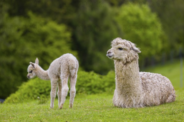 One white female Alpaca (Vicugna pacos) lies a on a fresh green meadow, one young stands next to