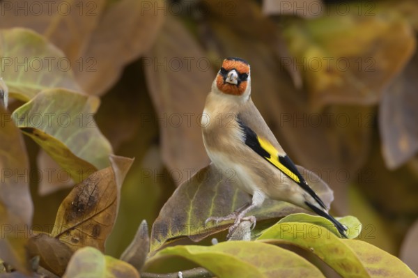 European goldfinch (Carduelis carduelis) adult bird in a garden Magnolia tree with autumn leaves,