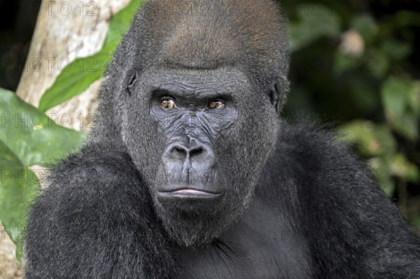 Western lowland gorilla (Gorilla gorilla gorilla), portrait, Réserve Lésio-Louna nature reserve,