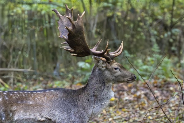 Close-up of a fallow deer