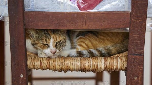 Patterned cat sleeping cosily on a woven chair seat under a table, cat (n), Olymbos, mountain