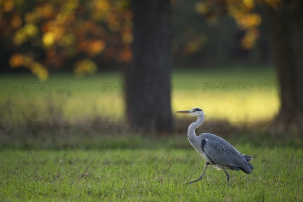 Grey heron (Ardea cinerea), animal portrait, autumn trees, Rosensteinpark, Stuttgart,