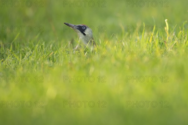 Green woodpecker (Picus viridis) in the grass, young bird foraging in meadow, Rosensteinpark,