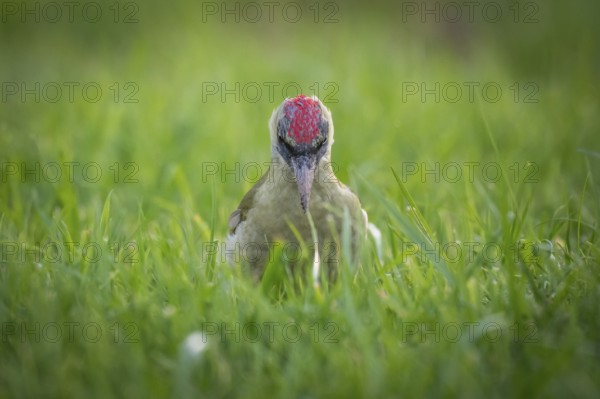 Green woodpecker (Picus viridis), young bird foraging in meadow, Rosensteinpark, Stuttgart,
