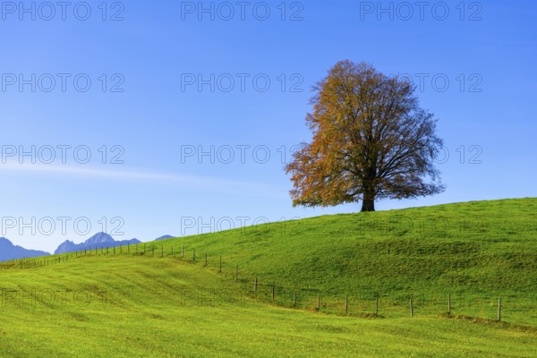 Large tree on a hill in front of a clear blue sky, surrounded by green meadows, copper beech (Fagus
