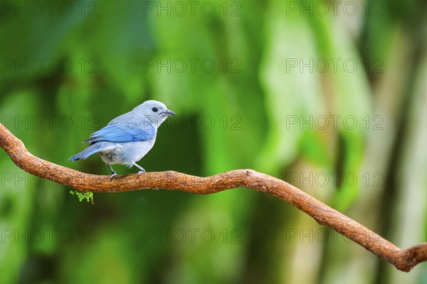 Episcopal Tanager (Thraupis episcopus), Tangare (Thraupidae), Alajuela, Costa Rica, Central America