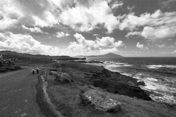Two sheep walking on panoramic Atlantic Drive, spectacular coastline, monochrome, southern Achill