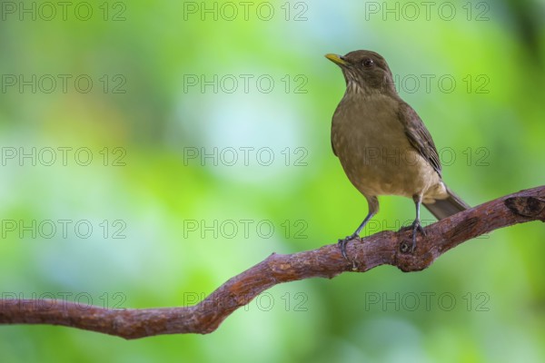 Yellow Thrush (Turdus grayi), Alajuela, Costa Rica, Central America