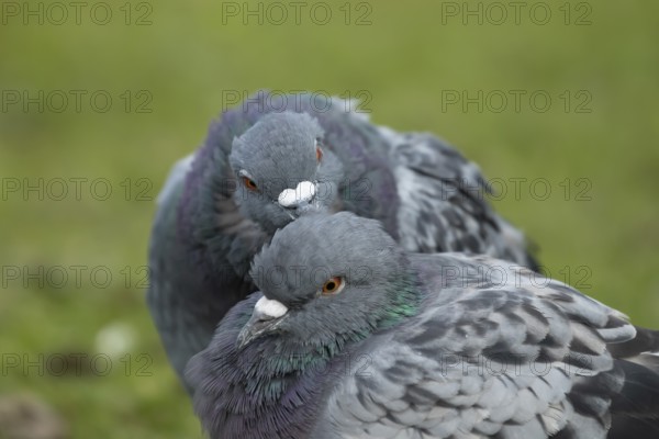 Feral pigeon (Columba livia domestica) two adult dove birds performing their courtship love