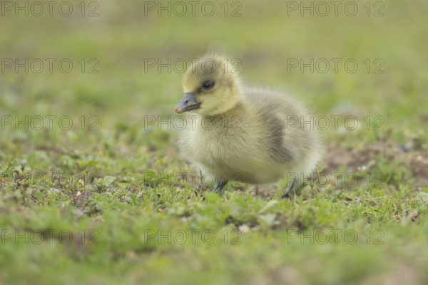 Greylag goose (Anser anser) juvenile baby gosling bird on grassland, England, United Kingdom,