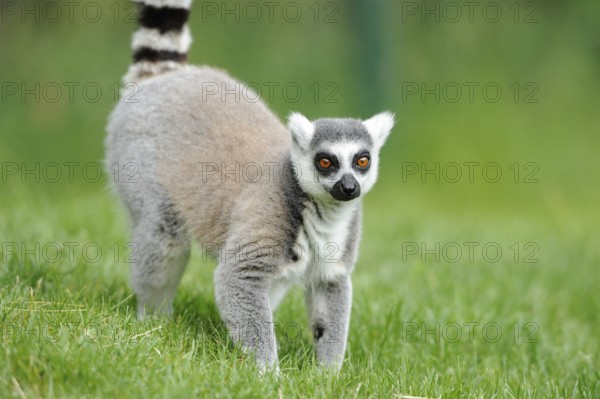 Young lemur looks curiously as it walks through the green grass, Ring-tailed Lemur (Lemur catta),