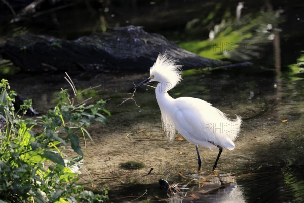 Great Egret (Egretta thula), adult, in breeding plumage, at breeding time, at the water, nesting