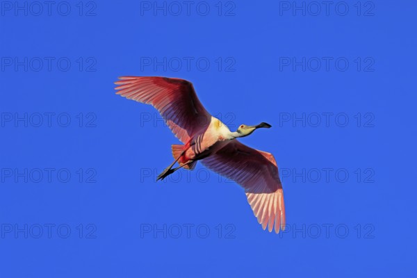 Roseate spoonbill (Platalea ajaja), adult, flying, St. Augustine, Florida, North America, USA,