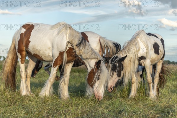 Irish cob horse in a pasture in spring. Lower Rhine, Alsace, France, Europe