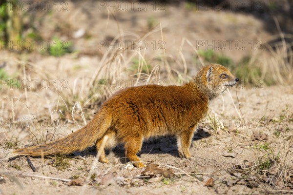 Yellow mongoose (Cynictis penicillata), in the dessert on a sunny day, captive