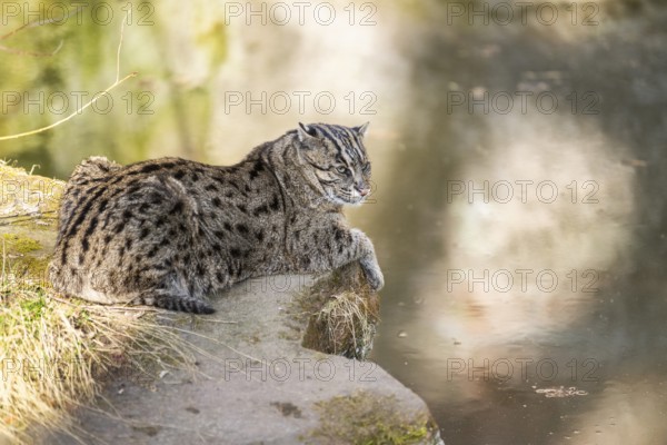 Fishing cat (Prionailurus viverrinus) at the shore of a lake on a sunny day, captive, Germany,