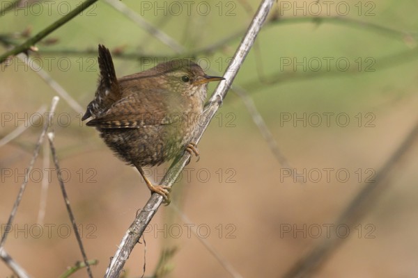 A wren (Troglodytes troglodytes) sitting on a branch in a natural environment, Hesse, Germany,