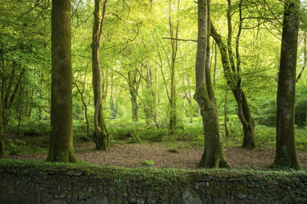 Woodland landscape in Cornwall. In front of it a stone wall, overgrown with ivy. Cornwall, England,