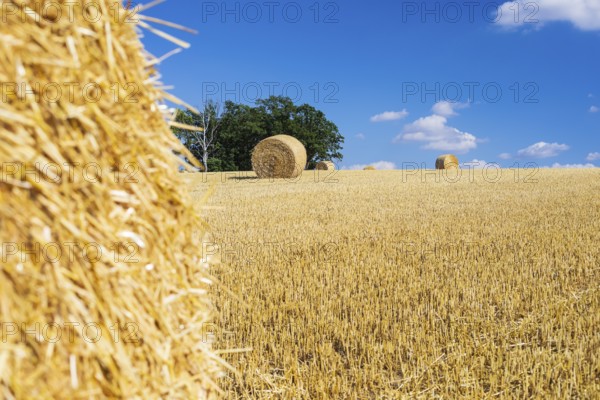Straw bales on a harvested grain field, stubble field, Nossen, Saxony, Germany, Europe