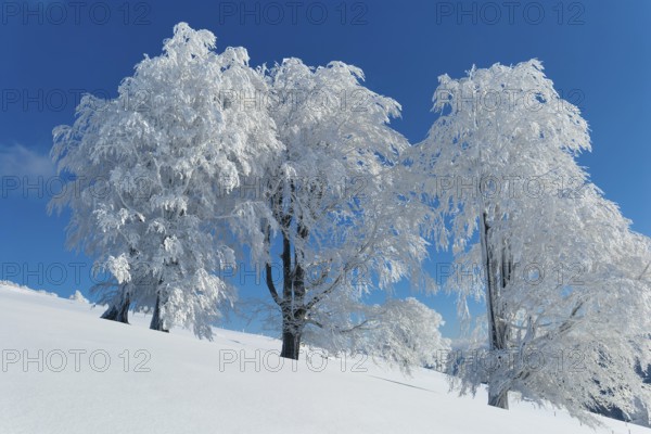 Snow-covered beech trees on a hill under a clear blue sky, Schauinsland, Black Forest,