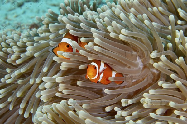 Two Ocellaris Clownfish (Amphiprion ocellaris) hiding in the tentacles of a sea anemone in the
