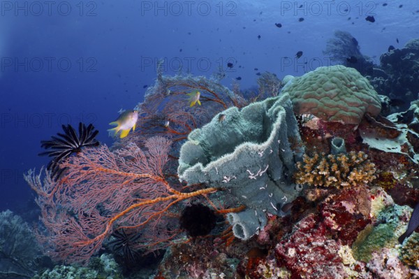 Various marine animals and corals in vivid colours, including spiny tube sponge (Callyspongia