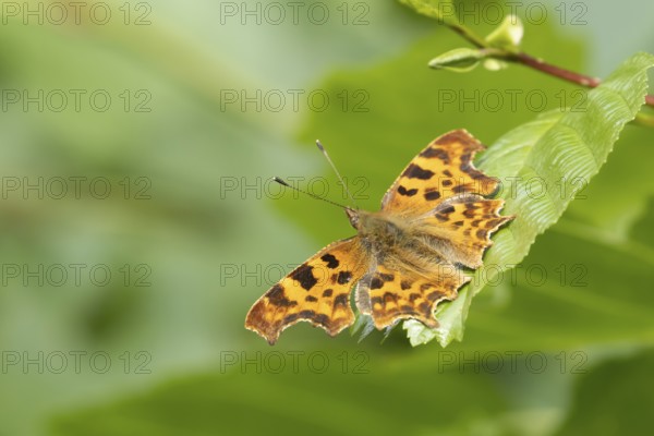 Comma butterfly (Polygonia c-album) adult insect resting on a tree leaf in the summer, England,
