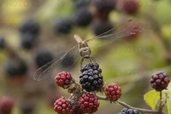 Common darter dragonfly (Sympetrum striolatum) adult male insect feeding on a fly on a blackberry