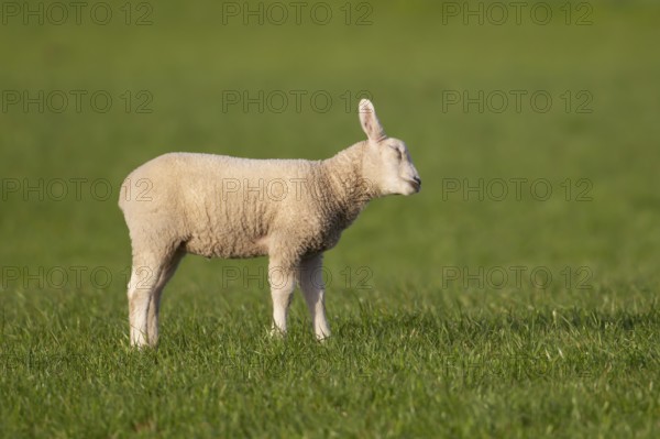 Domestic sheep (Ovis aries) juvenile baby lamb farm animal in a grass field in springtime, England,