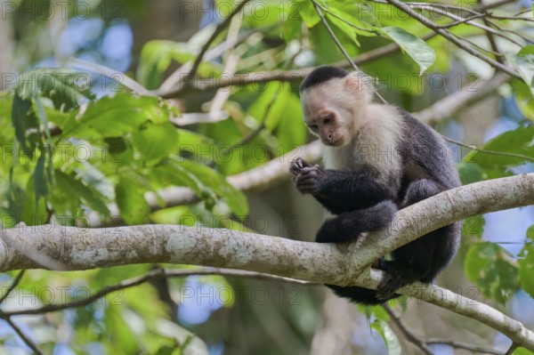 White-shouldered capuchin monkey (Cebus capucinus) Costa Rica