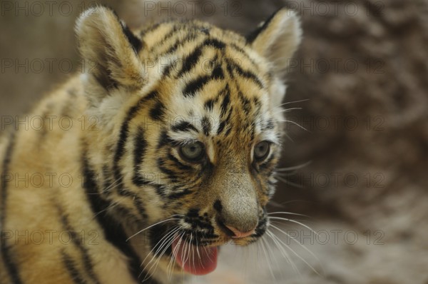 Close-up of a focussed tiger cub with outstretched tongue, Siberian tiger (Panthera tigris
