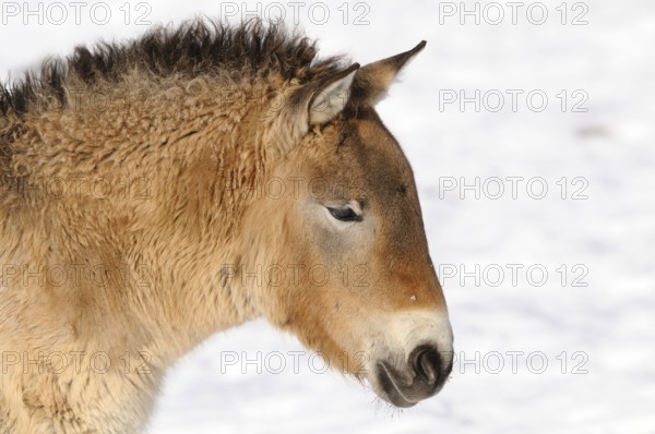 Young Przewalski's horse in the snow, lateral view, peaceful expression, Przewalski's horse (Equus