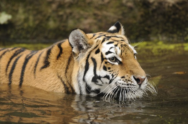 A tiger bathing in water, with a calm and alert expression, Siberian tiger (Panthera tigris