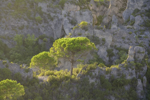 View of rocks and trees in the evening light from the Belvedere, Mourèze, Département Hérault,