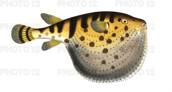 Fish, fish, genus from the family of the puffer fish, Tetrodon lagocephalus, the Starry Globe-fish,