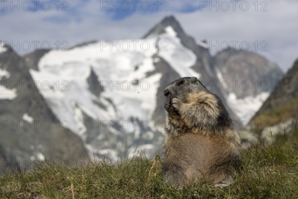 One adult Alpine Marmot, Marmota marmota, sitting in front of the Grossglockner mountain in bright