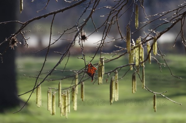 Hazelnut tree, winter, Germany, Europe