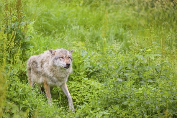 A submissive eurasian gray wolf (Canis lupus lupus) anxiously watches the higher-ranking wolves