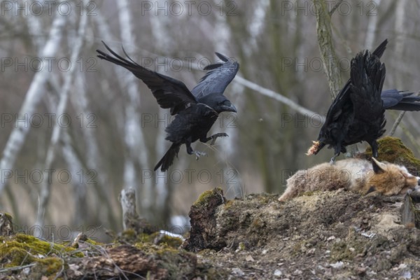 Two common raven (Corvus corax), fighting and feeding on the carcass of a red fox lying on stones