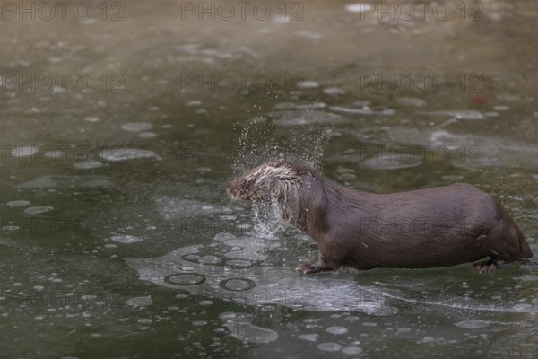 One Eurasian otter (Lutra lutra), emerging between the ice in a frozen river. Shaking off the water